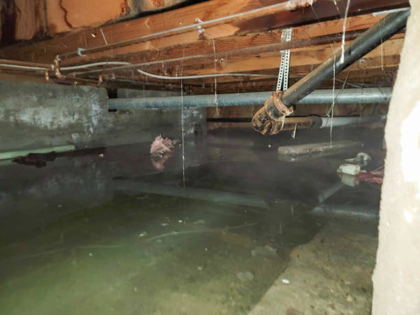 Best Flood damage cleanup  in Franklin Park, FL