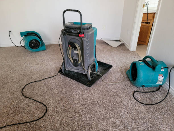 Best Mold removal after water damage  in Franklin Park, FL