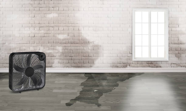 Best Local water damage restoration  in Franklin Park, FL