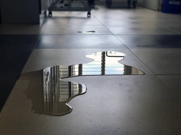 Best Professional water damage repair  in Franklin Park, FL